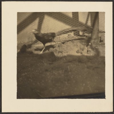 Pheasant in Cage by Louis Fleckenstein