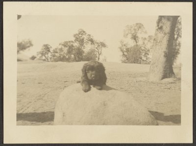 Puppy on Rock by Louis Fleckenstein