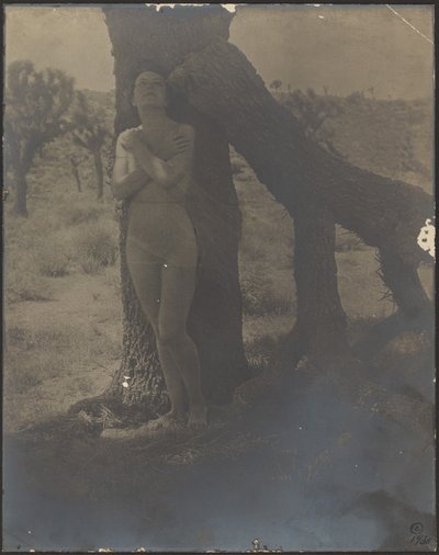 Spirit of the Joshua by Louis Fleckenstein