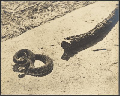 Suicide Rock Rattler by Louis Fleckenstein