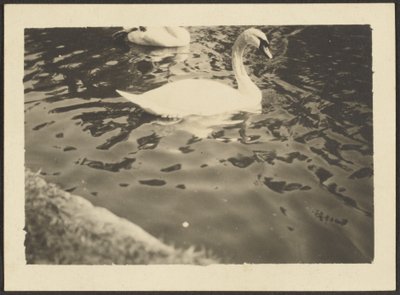 Swan by Louis Fleckenstein