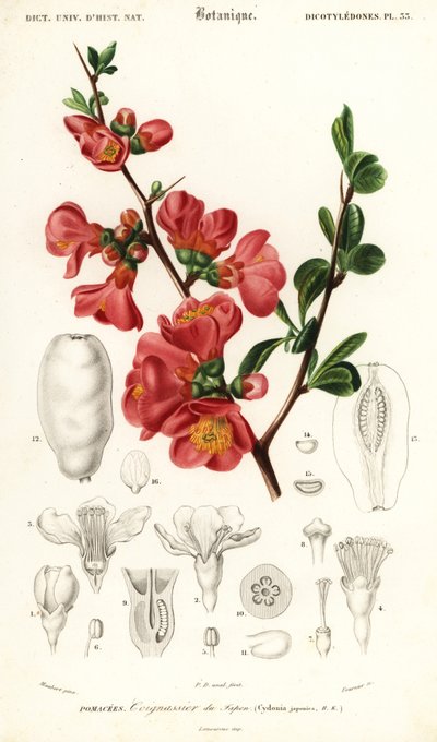Japanese quince, Chaenomeles japonica (1849) by Louis Joseph Edouard Maubert