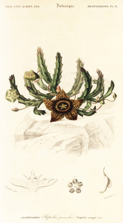 Star Flower, Orbea variegata (engraving) by Louis Joseph Edouard Maubert