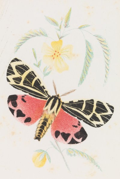 Arctia Virgo, 1862 by Louis Prang