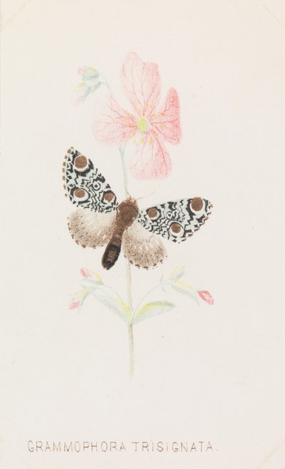 Grammophora Trisignata, 1862 by Louis Prang