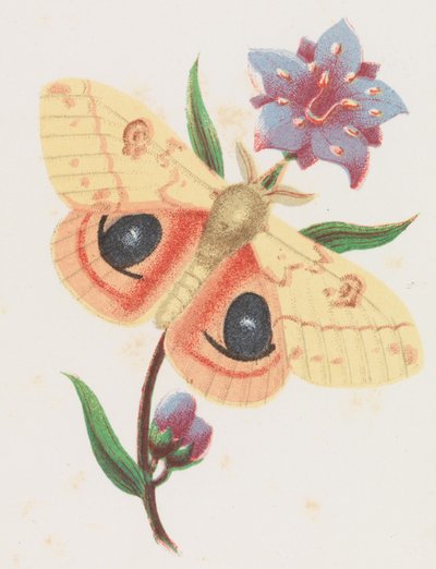Sulfur Peacock Moth by Louis Prang