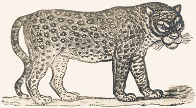 Tiger by Louis Simon (1810 1870) Lassalle