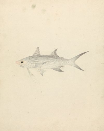 Binney: Number One (a Fish) by Luigi Balugani