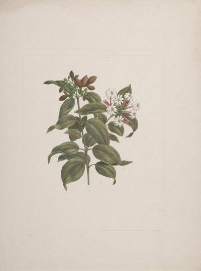 Jasminum dichotomun Vahl (African jasmine): finished drawing by Luigi Balugani