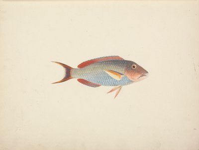 Unidentified Fish by Luigi Balugani