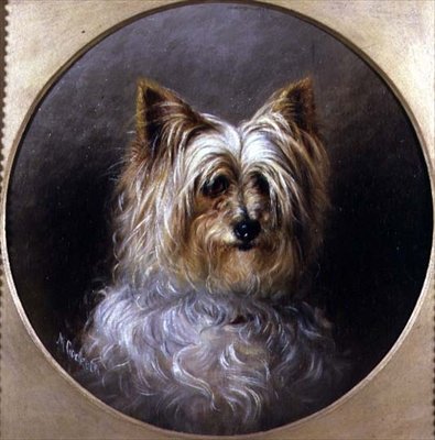 Head Study of a Yorkshire Terrier by M. Cocker