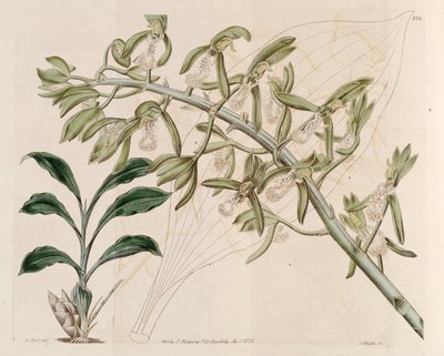 Illustration of Catasetum Cristatum by M. Hart