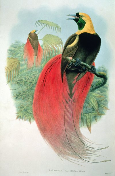 Paradisaea Raggiana by M. Hart