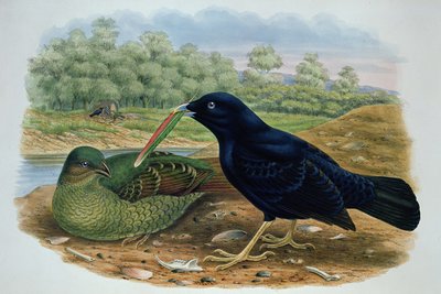 Ptilonorhyncus Violaceus, Satin Bowerbird by M. Hart