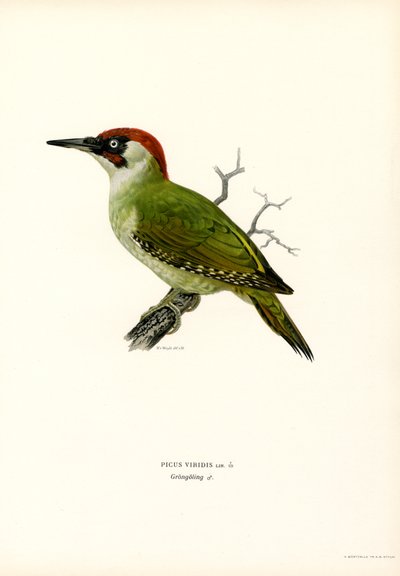 Green Woodpecker by Magnus Ferdinand and Wilhelm von Wright