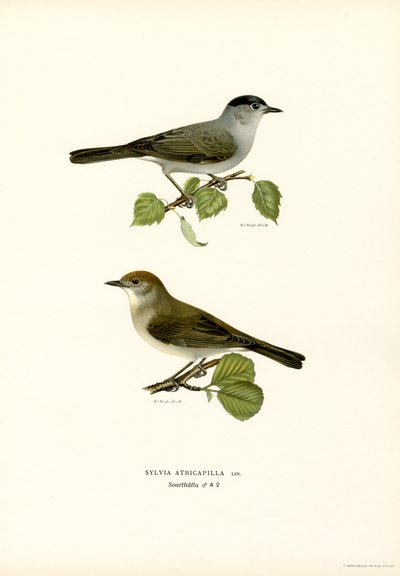 Blackcap by Magnus Ferdinand and Wilhelm von Wright