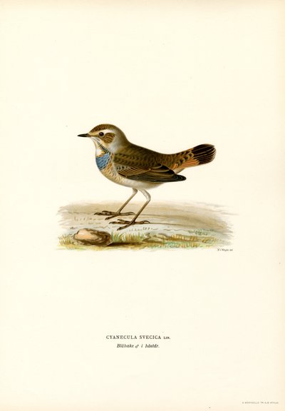 Bluethroat by Magnus Ferdinand and Wilhelm von Wright