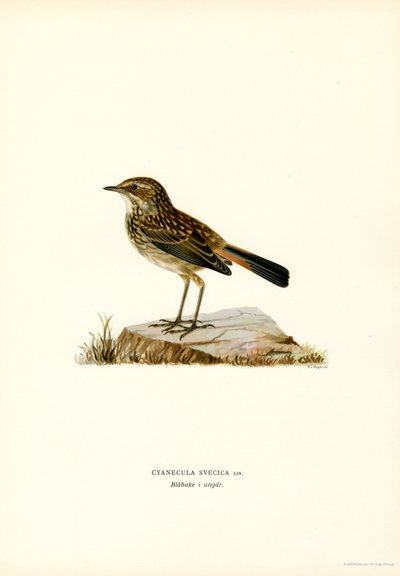 Bluethroat by Magnus Ferdinand and Wilhelm von Wright