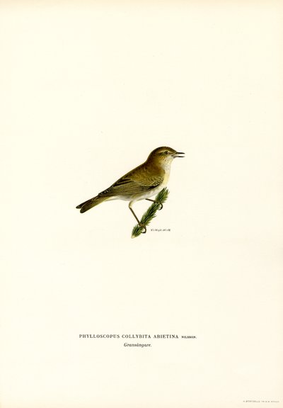 Chiffchaff by Magnus Ferdinand and Wilhelm von Wright