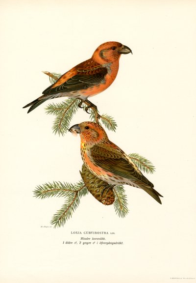 Crossbill by Magnus Ferdinand and Wilhelm von Wright