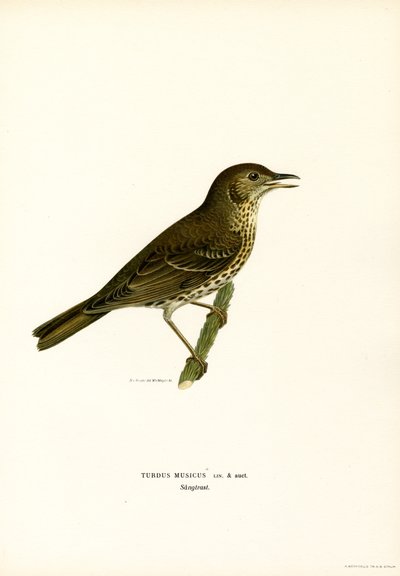 Redwing by Magnus Ferdinand and Wilhelm von Wright