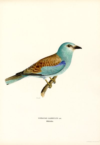 Roller by Magnus Ferdinand and Wilhelm von Wright
