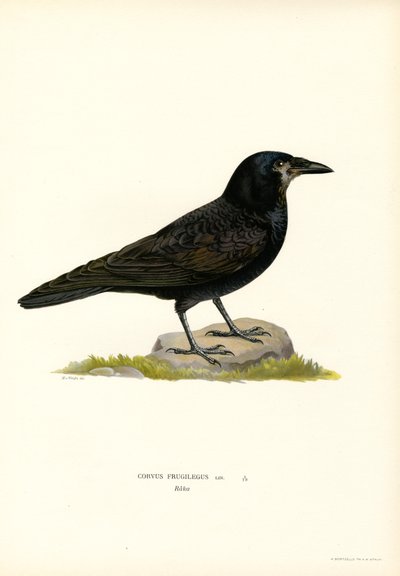 Rook by Magnus Ferdinand and Wilhelm von Wright