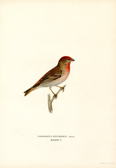 Rosefinch by Magnus Ferdinand and Wilhelm von Wright