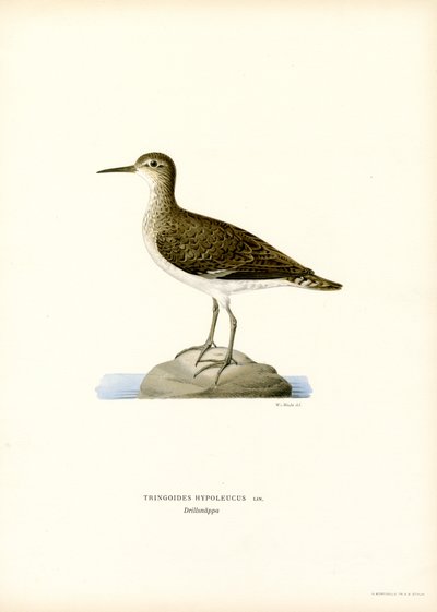 Sandpiper by Magnus Ferdinand and Wilhelm von Wright