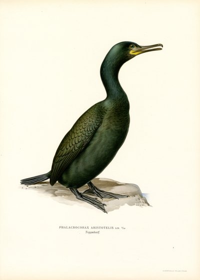 Shag by Magnus Ferdinand and Wilhelm von Wright