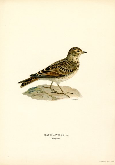 Skylark by Magnus Ferdinand and Wilhelm von Wright