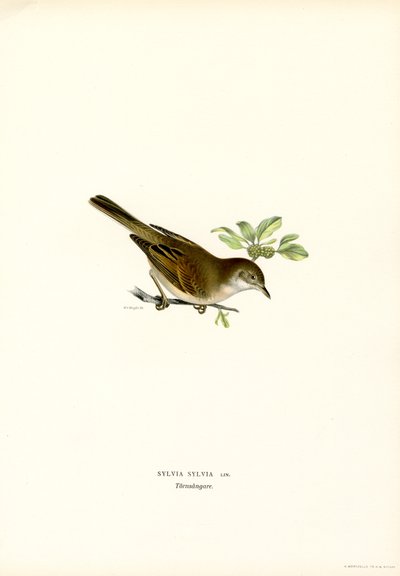 Whitethroat by Magnus Ferdinand and Wilhelm von Wright