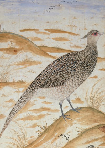 Himalayan Cheer Pheasant, Jahangir Period, Mughal, c.1620 by Mansur