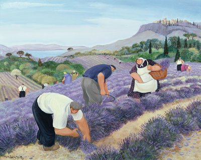 Lavender by Margaret Loxton