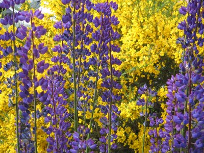 Lupines in Tierra del Fuego by Margareta Uliarte
