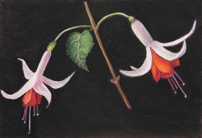 Fuchsias by Margo Starkey