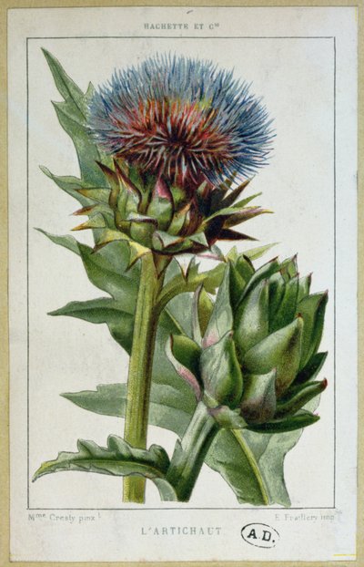 Artichoke, botanical plate, engraved by E. Fraillery by Marguerite Buret