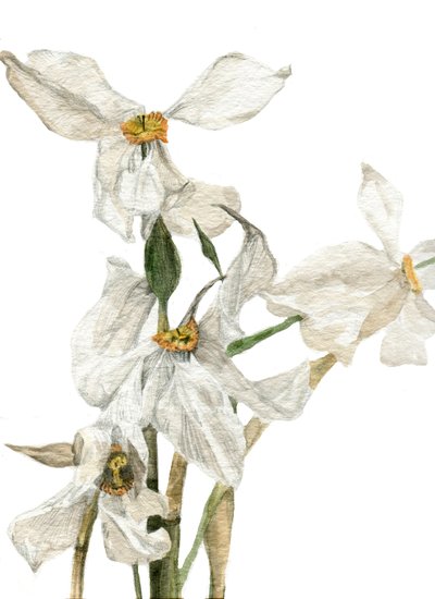 Daffodils by Maria Basea