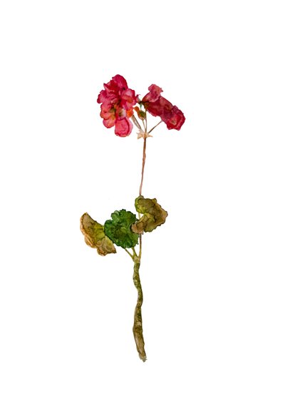 Geranium by Maria Basea