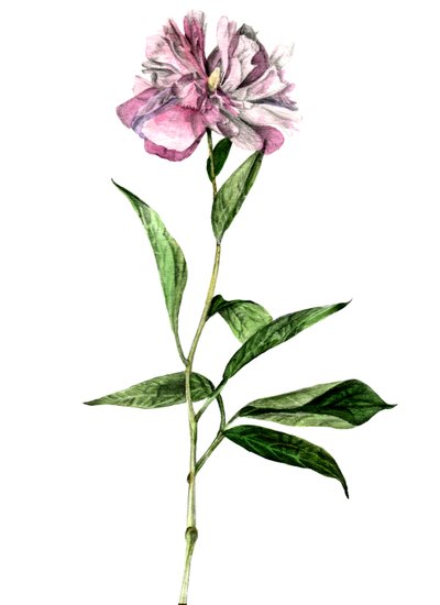 Peony by Maria Basea