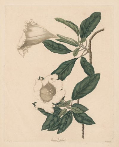 Chalice Vine by Maria Catharina Prestel