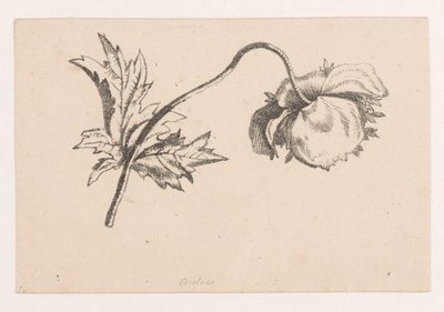 Poppy by Maria Geertruida de Goeje Barbiers (attributed to)