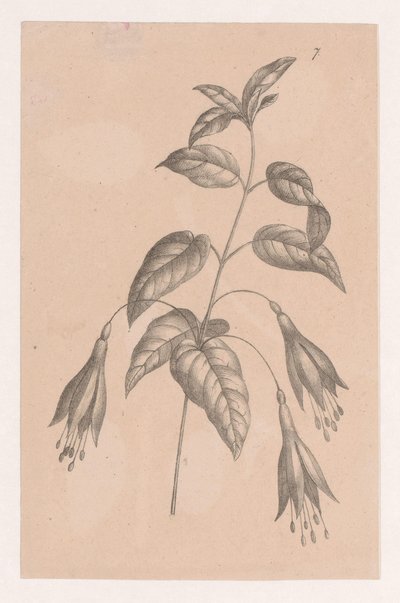 Branch with Flowers by Maria Geertruida de Goeje Barbiers (attributed to)