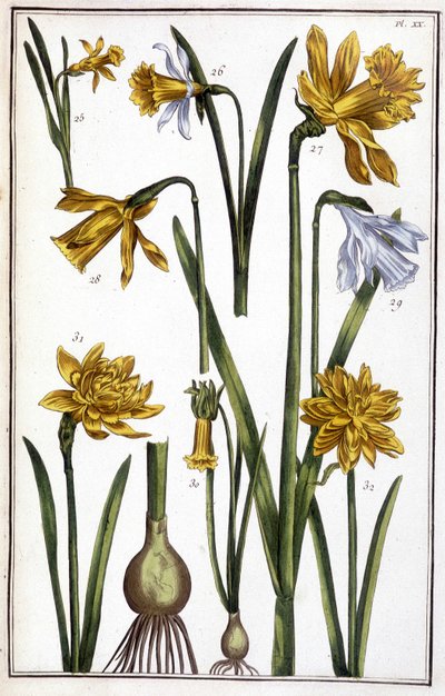 Unknown Image by Maria Sibylla Merian