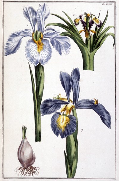 Unknown Image by Maria Sibylla Merian