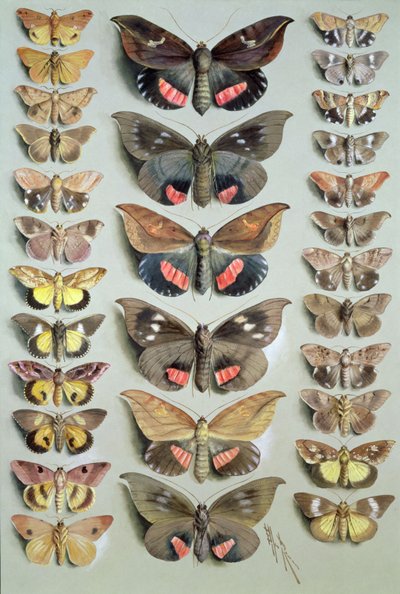 Papuan Moths by Marian Ellis Rowan
