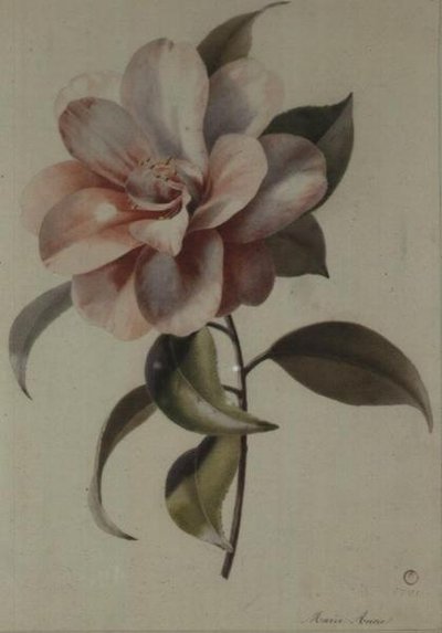 Camellia by Marie Anne