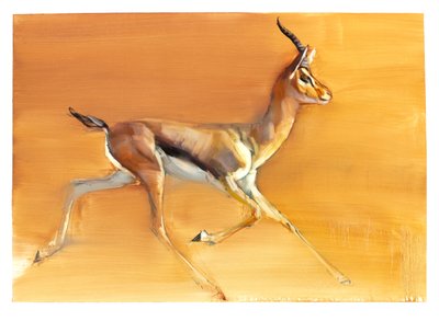 Arabian Gazelle by Mark Adlington