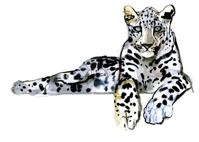 Arabian Leopard, 2008 by Mark Adlington