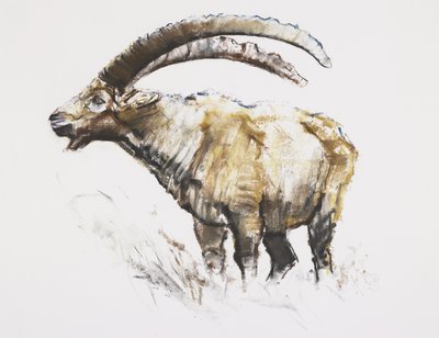 Ibex, Noasca by Mark Adlington